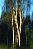 Blurred View of Trees