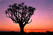 Silhouette eines Köcherbaums bei Sonnenuntergang, Augrabies Falls National Park, Südafrika