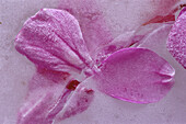 Close-Up of Flower Petals Frozen In Ice, New Brunswick, Canada