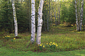 Narzissen in der Nähe eines Baumes, New Brunswick, Kanada