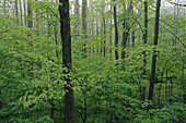 Bäume und Laub im Wald, Great Smoky Mountains National, Park, Tennessee, USA