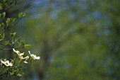 Hartriegelblüten im Wald, Great Smoky Mountains National Park, Tennessee, USA