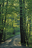 Schotterstraße im Wald, Great-Smoky-Mountains-Nationalpark, Tennessee, USA