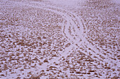 Track Marks in Snow
