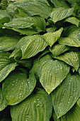 Leaves with Water Drops