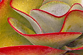 Leaves of Succulent