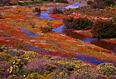 Wildflowers by River, Wallekraal, Namaqualand, Northern Cape, South Africa