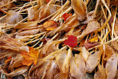 Getrocknete Blätter auf dem Boden, Shamper's Bluff, New Brunswick