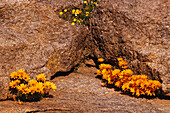 Wildblumen, Bokleikraal, Kamiesberg Plateau, Nordkap, Südafrika