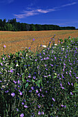 Wild Flowers and Wheat Field, Portageville, New York, USA