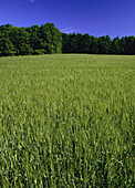 Barley Field, Portageville, New York, USA
