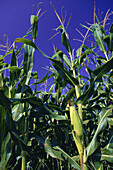 Corn, Pennsylvania, USA