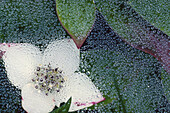 Bunchberry, Grand Manan Island, New Brunswick, Canada