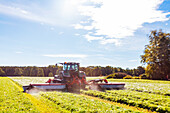 Traktor mäht Gras auf einer Wiese