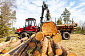 Forest machine loading tree logs