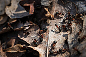 Nahaufnahme eines Ameisenschwarms auf totem Laub