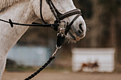 Horse nozzle with harness