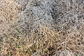 Close up of dry tumble weed (sage brush), Washington, USA