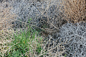 CLose up of sage brush (tumble weed) and Spring grass, Washington, USA