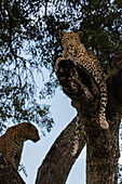 Ein weiblicher und ein männlicher Leopard, Panthera pardus, zusammen in einem Marulabaum, Sclerocarya birrea.