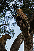 A female and male leopard, Panthera pardus, together in a Marula tree, Sclerocarya birrea.