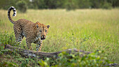 A male leopard, Panthera pardus, walking on a log and flicking tail upward.