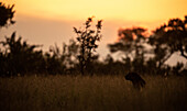 Eine Silhouette eines männlichen Leoparden, Panthera pardus, im langen Gras sitzend.
