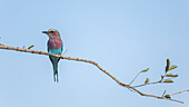 A Lilac Breasted Roller, Coracias caudatus, perched on a small branch.