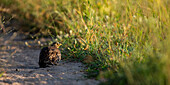 A Double Banded Sandgrouse, Pterocles bicinctus, sitting in sand.