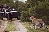 Ein männlicher Leopard, Panthera pardus, steht vor einem Safarifahrzeug.