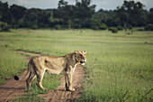 Eine Löwin, Panthera leo, auf einer Lichtung stehend, nach draußen schauend.