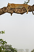 A male leopard, Panthera pardus, asleep in a Marula tree, Sclerocarya birrea.