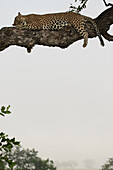 Ein männlicher Leopard, Panthera pardus, schlafend in einem Marulabaum, Sclerocarya birrea.