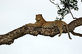 Ein männlicher Leopard, Panthera pardus, liegt in einem Marulabaum, Sclerocarya birrea.