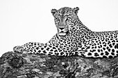 Eine Nahaufnahme eines männlichen Leoparden, Panthera pardus, auf einem Ast liegend, Kopf nach oben, in schwarz-weiß.