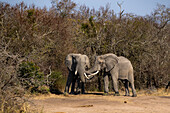 Zwei Elefanten, Loxodonta africana, begrüßen sich, reiben ihre Rüssel.