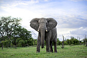 An elephant, Loxodonta africana, stands in short grass, direct gaze. 