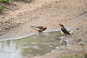 Oxpeckers, Buphagus africanus, drinking from a puddle. 