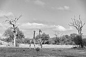 Two giraffe, Giraffa, stand together in a clearing, amongst leadwood trees, in black and white.