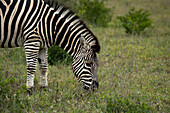 A Zebra, Equus quagga, grazing on grass. 