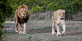 Ein männlicher Löwe und eine Löwin, Panthera leo, gehen gemeinsam durch kurzes Gras. 