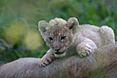 A lion cub, Panthera leo,  next to its mother. 