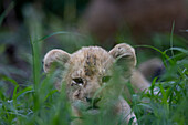 Lion cubs, Panthera leo,  lying with their mother in long grass, heads visible above the grass. 