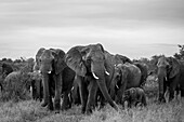 A herd of elephant, Loxodonta africana, walking through the grass, black and white image.