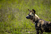 A wild dog, Lycaon pictus, standing in the grass.