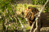 A side profile view of a male lion, Panthera leo.