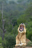 Eine Löwin, Panthera leo, gähnend.