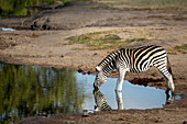 Zebra, Equus quagga, trinkt aus einem Damm oder Wasserloch.