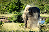 Ein Elefant, Loxodonta africana, beim Staubbaden.