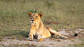 Eine Löwin, Panthera leo, auf dem Boden liegend. 